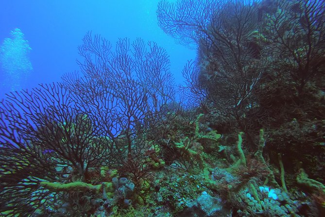 2 Tank Private Boat Dive - Meeting Point