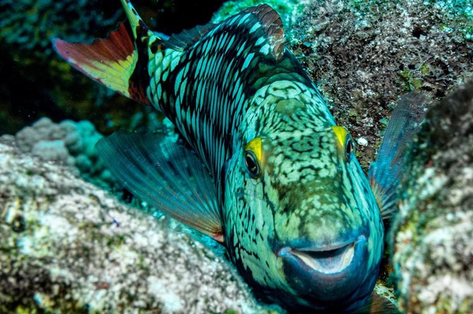 2 Tank Private Boat Dive - Reviews and Ratings