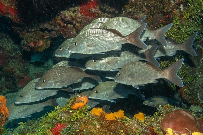 2 Tank Private Boat Dive - Booking Information