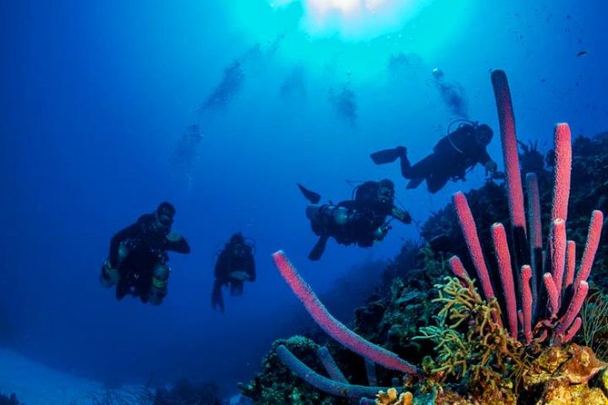 2 Tank Roatan Fun Dive, Boat Sightseeing Tour, Including Ground Transportation - Certification Requirements