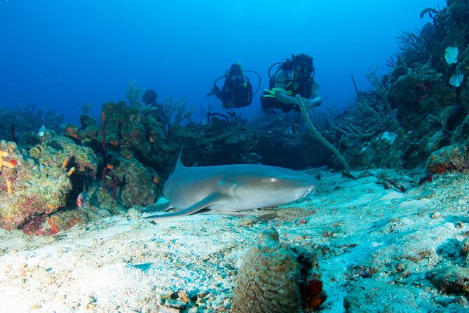 2-Tank Scuba Boat Trip in World-Class Sites @ Copamarina - Health and Safety