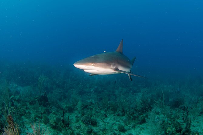 2-Tank Scuba Boat Trip in World-Class Sites @ Copamarina - Meeting Point and Start Time