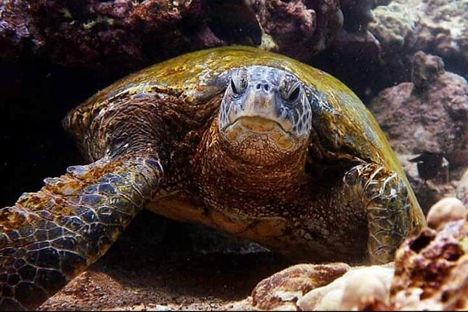 2 Tank Shore Dive at Sea Turtle Cove - Tour Details and Pricing