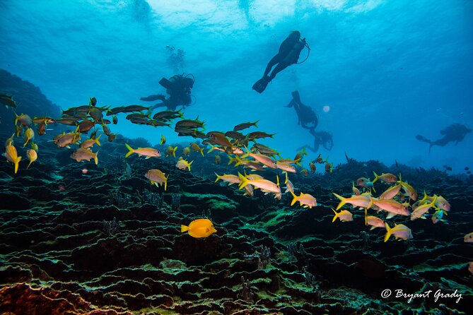 2 Tank Shore Dive at Sea Turtle Cove - Safety and Requirements