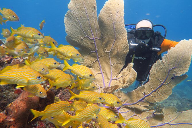2 Tanks Dives Cancun Underwater Museum for Certified Divers - Cancun Underwater Museum (MUSA)