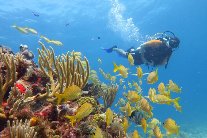 2 Tanks Dives Cancun Underwater Museum for Certified Divers - SCUBA Equipment Provided
