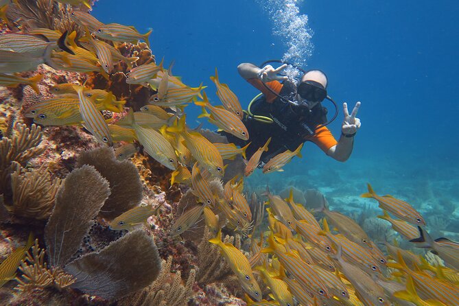 2 Tanks Dives Cancun Underwater Museum for Certified Divers - Booking and Cancellation Policy