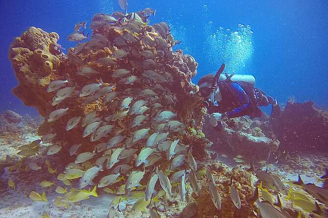 2 Tanks Scuba Diving in Punta Cancun Reefs for Certified Divers - Instructor and Provided Equipment