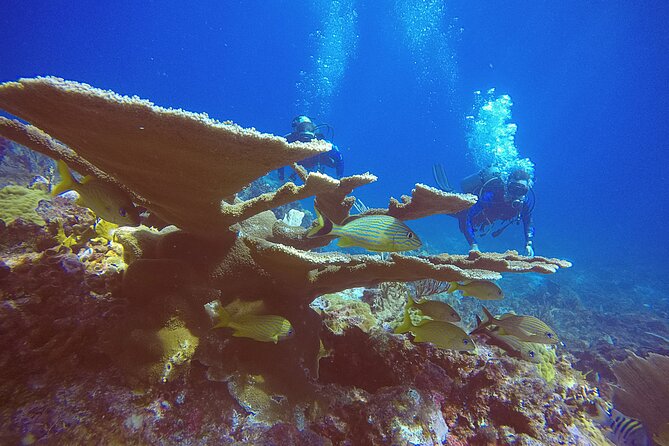 2 Tanks Scuba Diving in Punta Cancun Reefs for Certified Divers - Meeting Point and Transportation