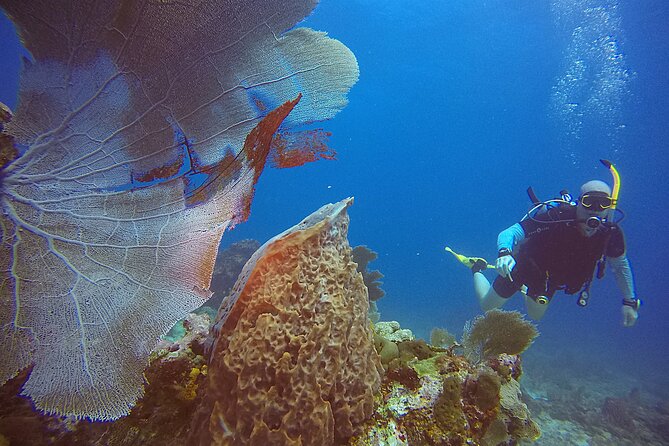 2 Tanks Scuba Diving Wreck and Reef in Cancun for Certified Divers - Transportation From Hotel