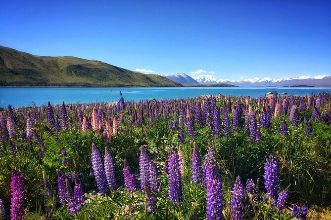 20 Day Legendary New Zealand Tour - North Island Highlights