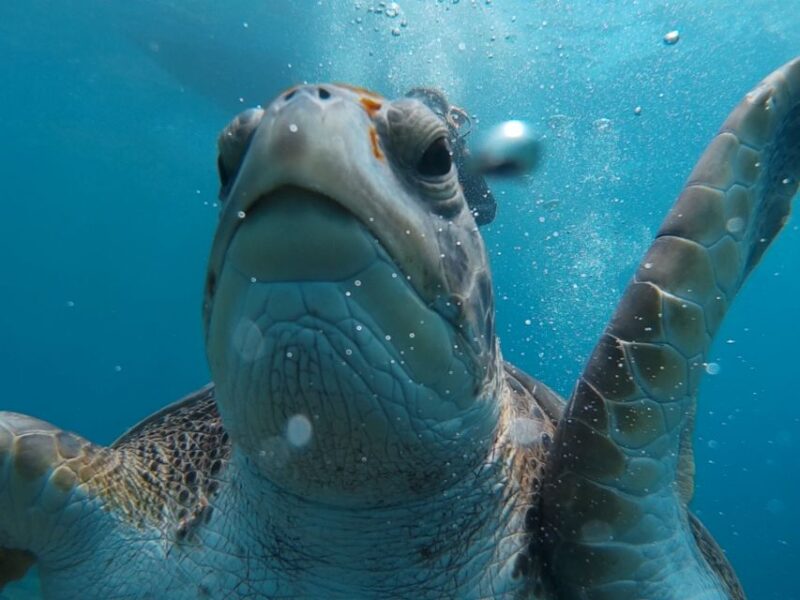20 Minute Try Dive for Beginners - Highlights