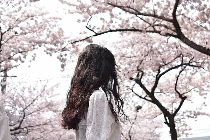 2026 Cherry Blossom East Day Tour in Jeju with UNESCO - Key Points