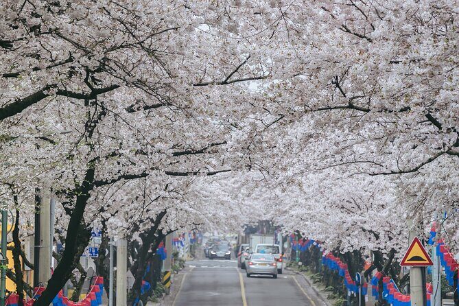 2026 Cherry Blossom East Day Tour in Jeju with UNESCO - An In-Depth Look at the Jeju Cherry Blossom East Day Tour