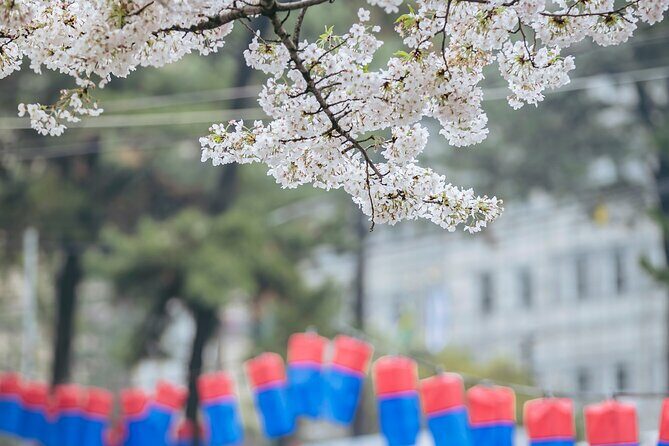 2026 Cherry Blossom East Day Tour in Jeju with UNESCO - Final Thoughts: Is This Tour Worth It?