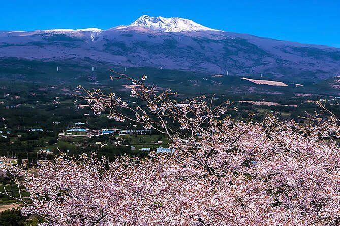 2026 Cherry Blossom East Day Tour in Jeju with UNESCO - FAQ
