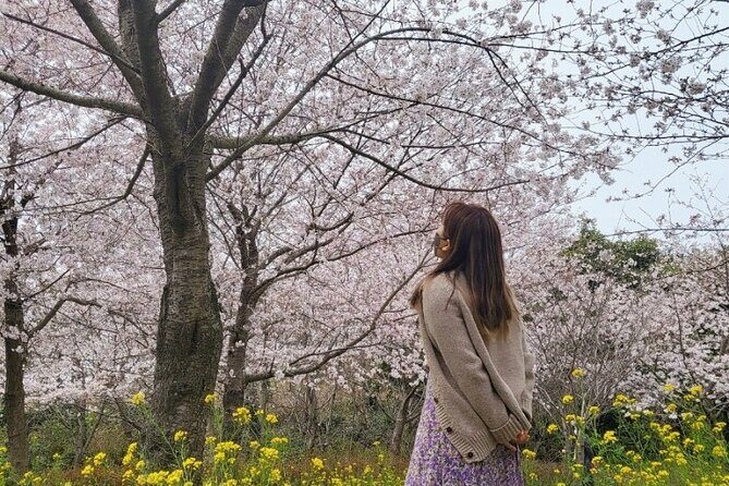 2026 JEJU Cherry Blossom West&South Full Day Tour with UNESCO - Introducing the 2026 JEJU Cherry Blossom West & South Full Day Tour with UNESCO
