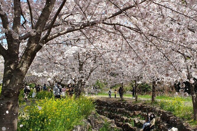 2026 JEJU Cherry Blossom West&South Full Day Tour with UNESCO - Key Points