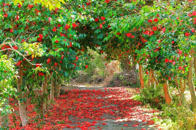 2026 JEJU Cherry Blossom West&South Full Day Tour with UNESCO - Practical Details and What to Expect