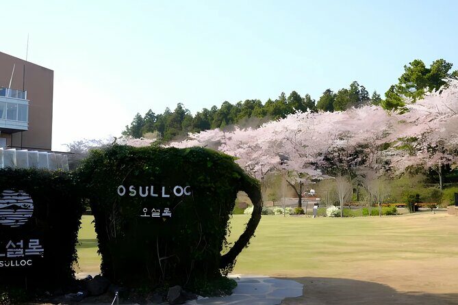 2026 JEJU Cherry Blossom West&South Full Day Tour with UNESCO - Who Should Book This Tour?