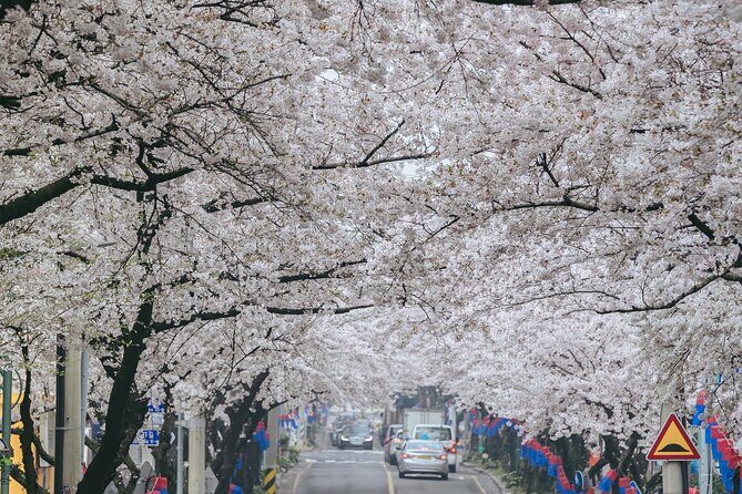 2026 JEJU Cherry Blossom West&South Full Day Tour with UNESCO - Final Thoughts on the 2026 Jeju Cherry Blossom Full-Day Tour