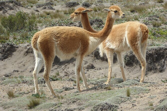 21 Day Ecuador Tour in Andean Jungle and Cloud Forest - Exploring the Andean Jungle
