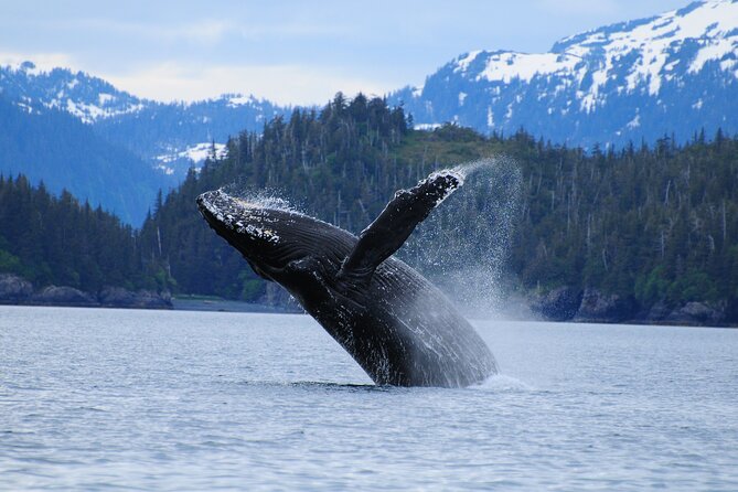 26 Glacier Cruise and Coach From Anchorage, AK - Additional Information and Considerations