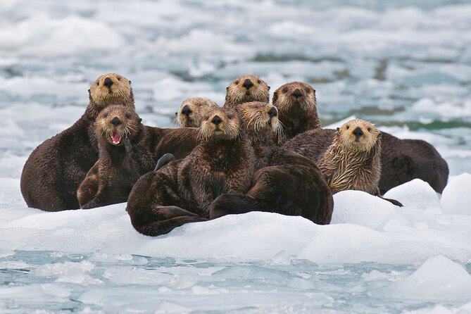26 Glacier Tour, Self-Drive From Anchorage, AK - Inclusions and Amenities