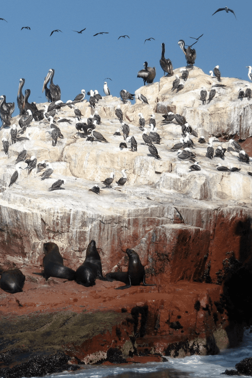 2D Tour Ica, Huacachina, Ballestas Islands and Nasca Lines - Tour Overview