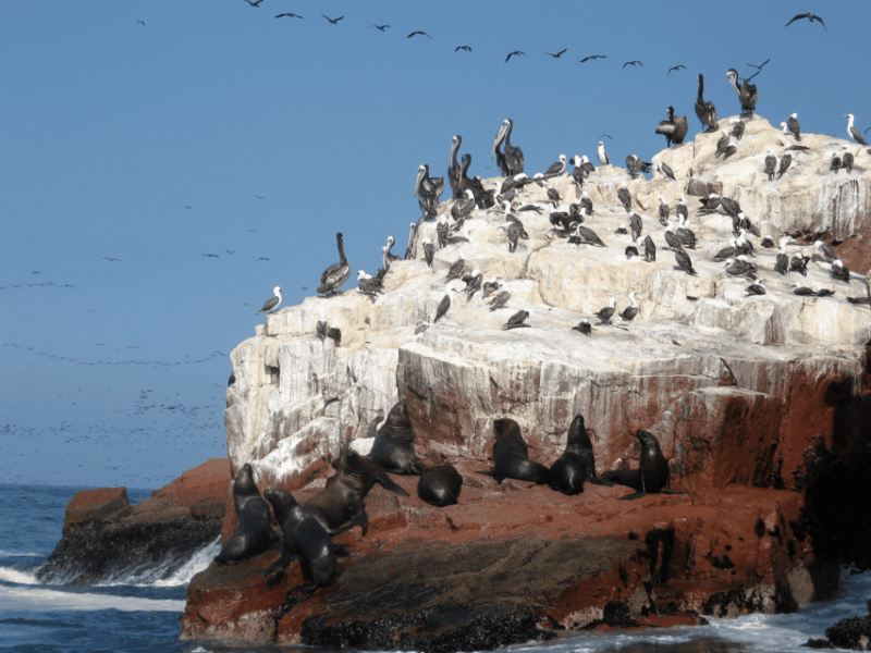 2D Tour Ica, Huacachina, Ballestas Islands and Nasca Lines - Inclusions