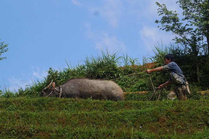 2D1N Buffalo Trek by Hmong Sister House and Trekking - Operating Hours