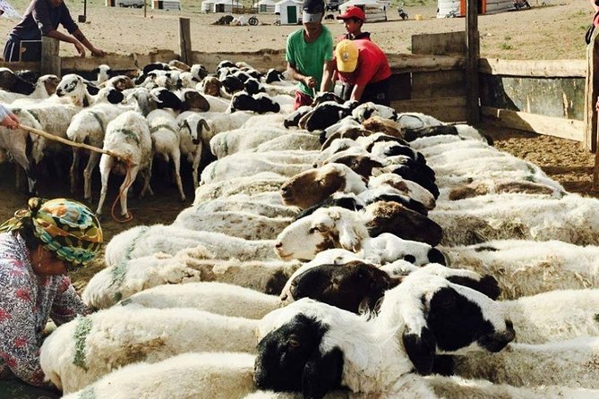 2D,1n Gobi Desert and Old City Kharkhorum Stay With Nomadic Family - Exploring Monastery Grounds