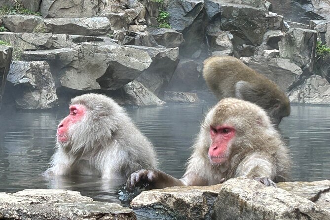 2DAYS 1NIGHT Private Tour, Tokyo~Nagano~Nagoya, 2-10 Guests - Accessibility and Participation