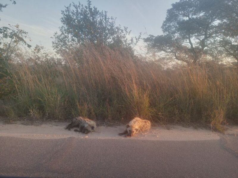 2days Kruger National Park - Wildlife Viewing Opportunities