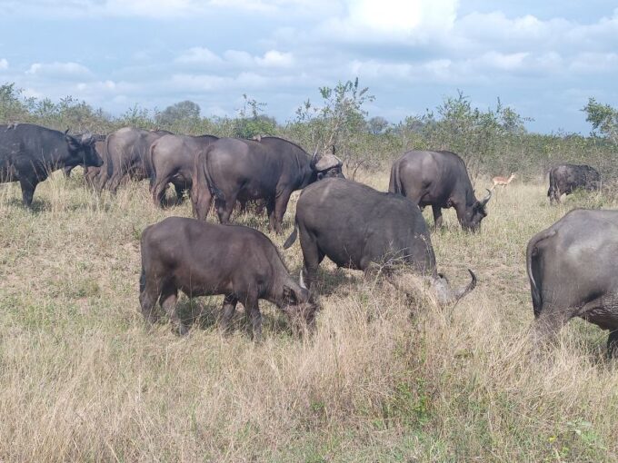 2days Kruger National Park - Inclusions and Exclusions