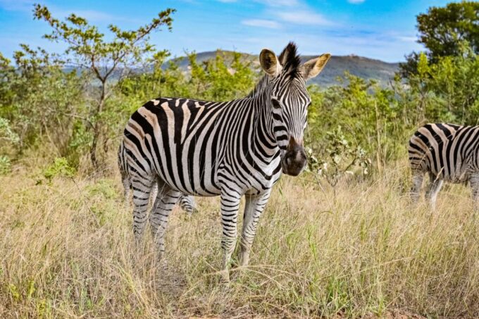 2days Kruger National Park - Restrictions and Considerations