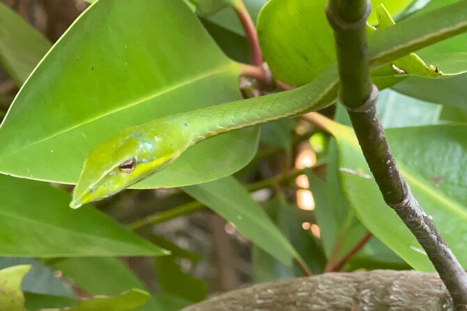 2h Bentota River Safari: Crocodiles, Monkeys, Mangrove & More - Pickup and Meeting Points