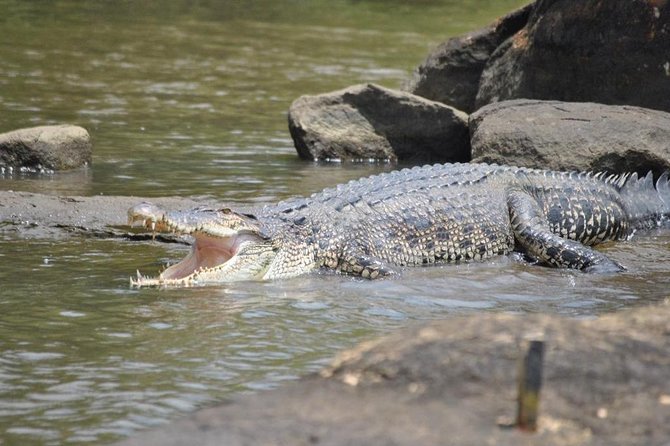2h Bentota River Safari: Crocodiles, Monkeys, Mangrove & More - Highlights of the Boat Safari