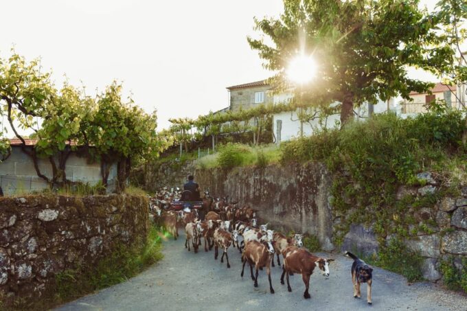 2h Quad Tour • Arcos De Valdevez • Peneda Gerês - Scenic Highlights