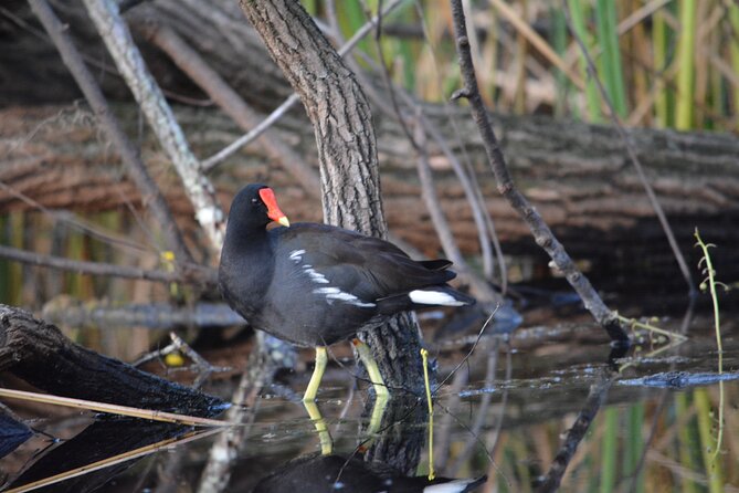 2Hour Everglades Kayak Safari Adventure Through Mangrove Tunnels - Meeting and End Points