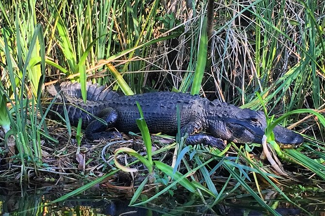 2Hour Everglades Kayak Safari Adventure Through Mangrove Tunnels - Customer Reviews and Rating