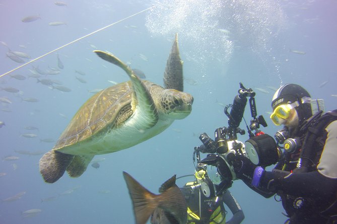 2x Diving Package, on Request Including Refreshment - Transfers and Gear