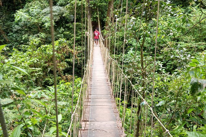 2x1 Guided Tour Combo Hanging Bridges and Night Walk - Key Points