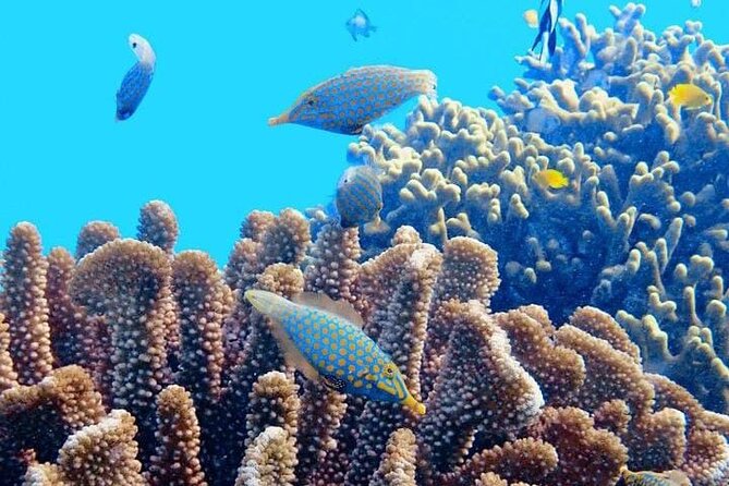 2x1 Tour: Contoy Island, Mujeres Island, Open Bar, Lunch and Transfers - Customer Feedback