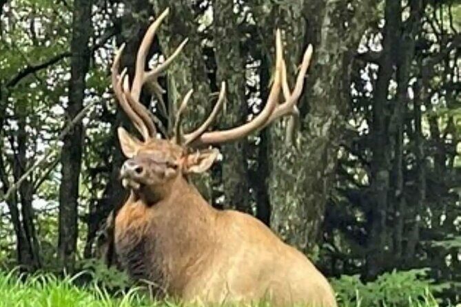 3 - 3.5 HR Smoky Mtn. Cherokee Eco Elk Safari Jeep Adventure - Who Will Appreciate This Tour?