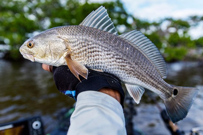 3/4 Day Private Fishing Trip Naples Bay, FL and the Gulf - Key Points