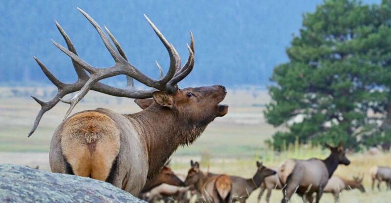 3/4 Day RMNP Mtn to Sky+Bear Lake Rd Tour-RMNPhotographer - Itinerary Highlights