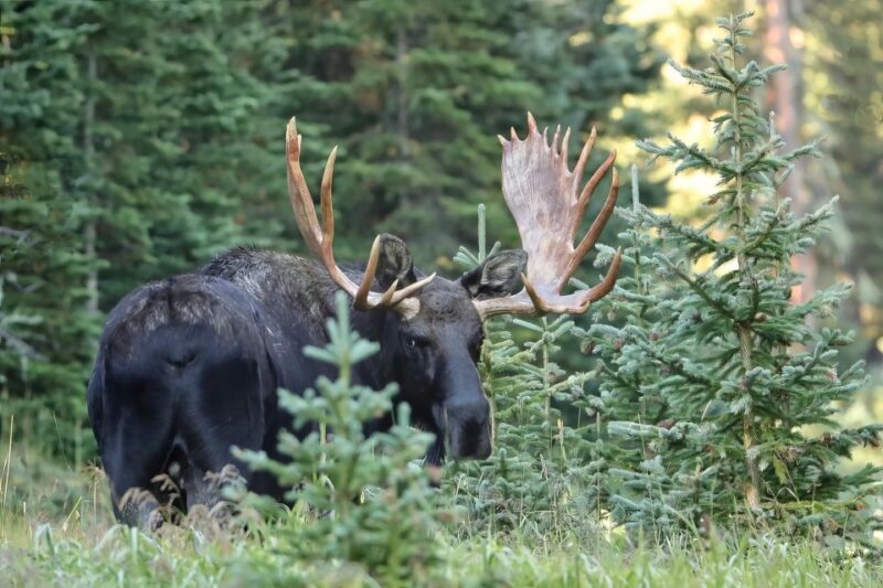 3/4 Day RMNP Mtn to Sky+Bear Lake Rd Tour-RMNPhotographer - What to Bring