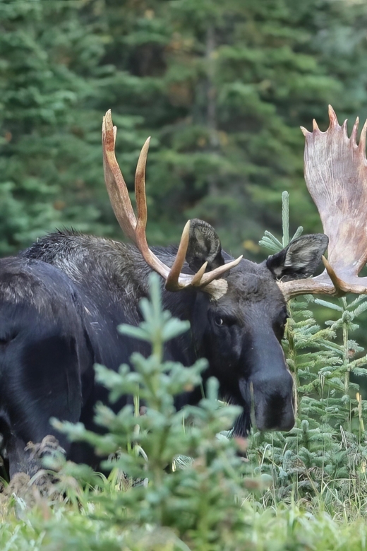 3/4 Day RMNP Mtn to Sky+Bear Lake Rd Tour-RMNPhotographer - Important Information