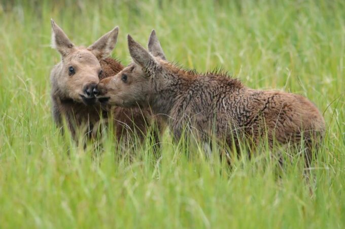 3/4 Day RMNP Mtn to Sky+Bear Lake Rd Tour-RMNPhotographer - Frequently Asked Questions